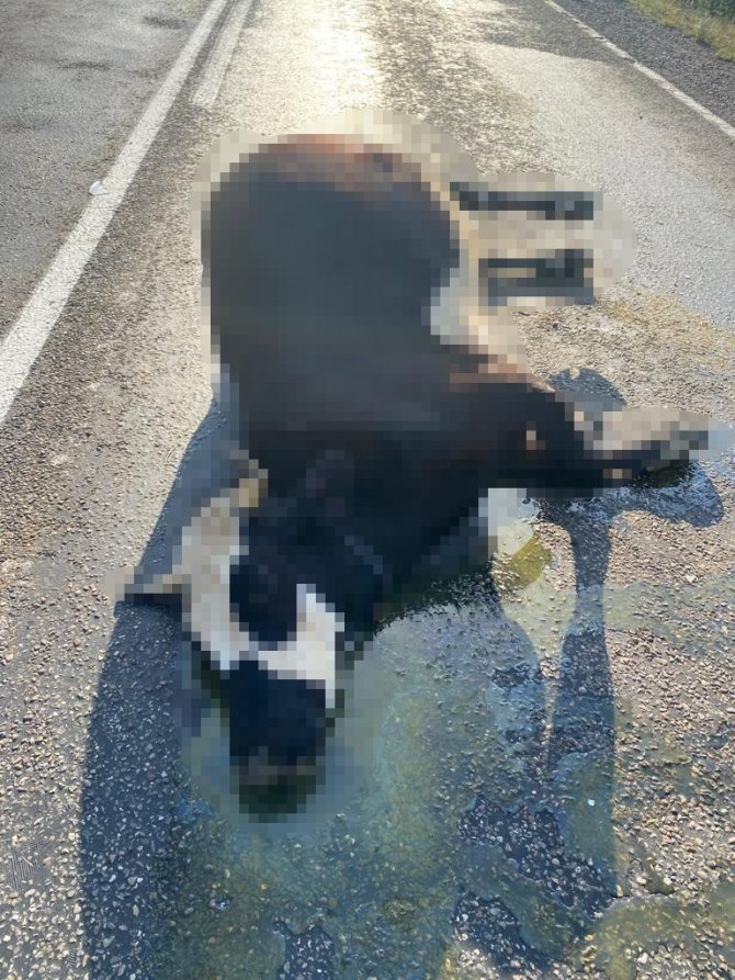 Aniden Otomobilin Önüne Çıkan İnek Telef Oldu
