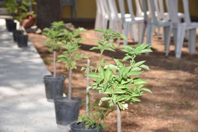 İ̇zmir Tarımında Bir İlk: Kara Mürver Doğal Gübre İle Büyüyecek