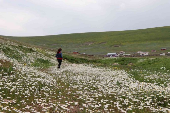 Allahu Ekber Dağını Papatyalar Süslendi