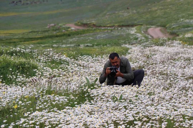 Allahu Ekber Dağını Papatyalar Süslendi
