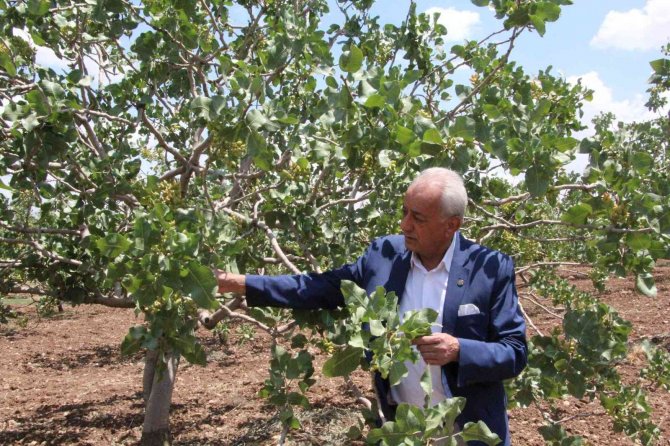 Siirt’te Aracılar Piyasadaki Fıstığı Toplayıp Fiyatı Arttırıyor