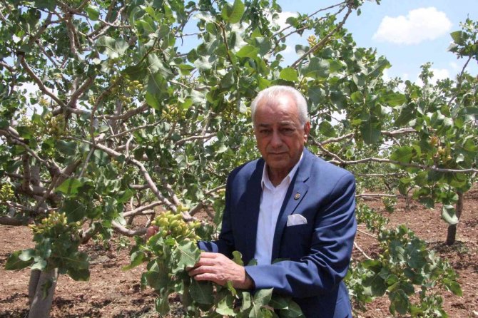 Siirt’te Aracılar Piyasadaki Fıstığı Toplayıp Fiyatı Arttırıyor