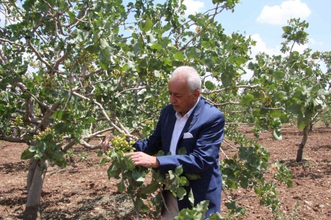 Siirt’te Aracılar Piyasadaki Fıstığı Toplayıp Fiyatı Arttırıyor