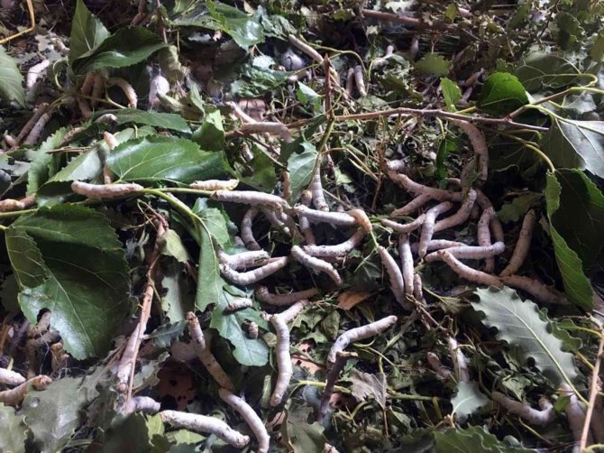 İ̇pekböcekçiliğine Destek Arttı, Üreticinin Yüzü Güldü