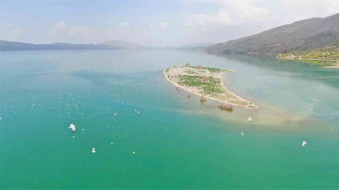 35 Dönümlük Ada, Tavşan Ve Martılara Emanet