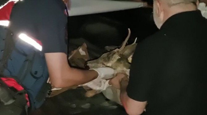 Otomobilin Çarptığı Karacanın Yardımına Avcılar Koştu