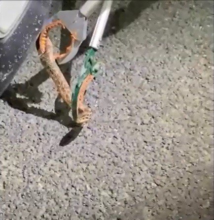 Otomobil Motoruna Giren Yılan Uzun Uğraşlar Sonucu Çıkarıldı