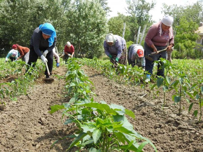 Son Yağışlar Edirneli Çiftçiyi Sevindirdi