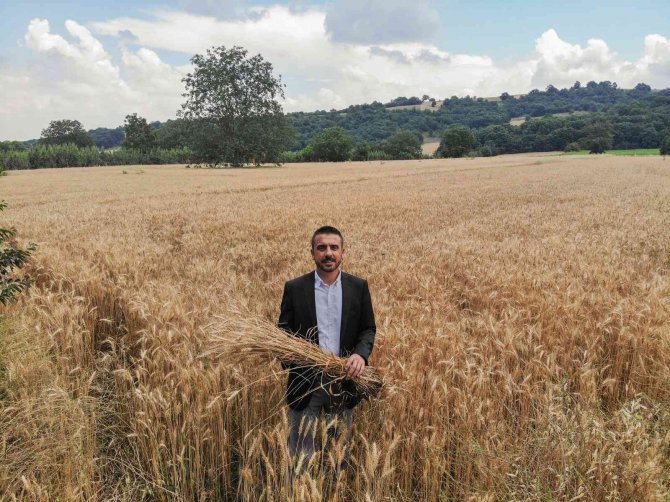 Kestel Belediyesi Türkiye’nin En Ucuz Ekmeğine Zam Yapmamak İçin Kendi Buğdayını Ekiyor