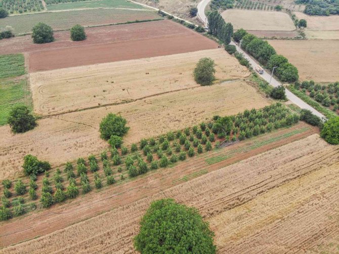 Kestel Belediyesi Türkiye’nin En Ucuz Ekmeğine Zam Yapmamak İçin Kendi Buğdayını Ekiyor