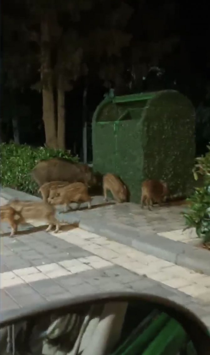 Piknik Alanını Basan Domuzlar Üredi