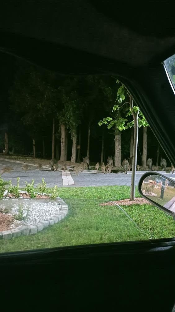 Piknik Alanını Basan Domuzlar Üredi