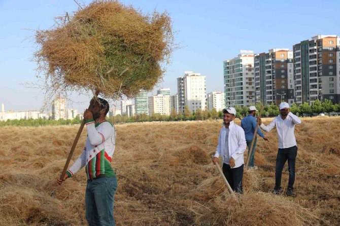 Diyarbakır’da Milyonluk Siteler Arasında ‘İmece’ Usulü Hasat