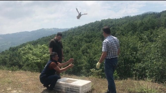 Yalova’da Doğaya 850 Keklik Salımı Yapıldı