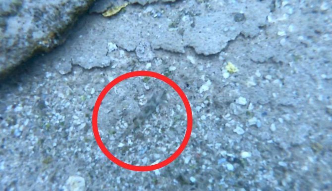 Van Gölü’nde Keşfedilen Yeni Balık Türü Rengiyle Ezber Bozdu