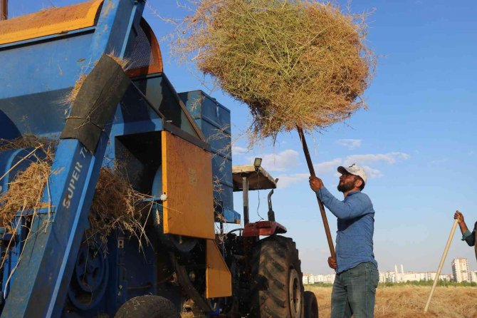 Diyarbakır’da Milyonluk Siteler Arasında ‘İmece’ Usulü Hasat