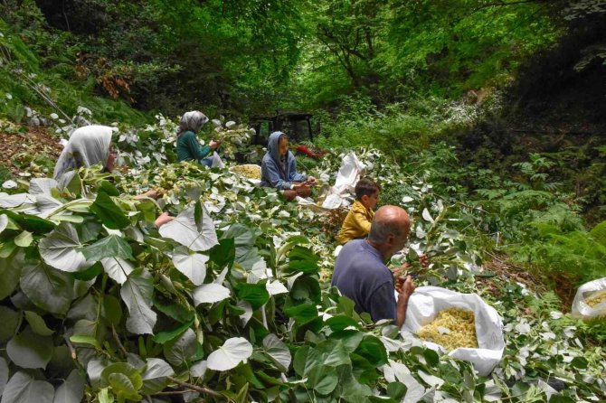 Bursa’nın Dünyaca Ünlü Ihlamur Ormanlarında Hasat Başladı