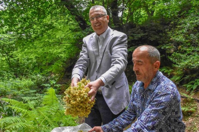 Bursa’nın Dünyaca Ünlü Ihlamur Ormanlarında Hasat Başladı