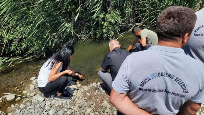 Soma Ve Kırkağaç’ta Haşereyle Mücadele Sürüyor
