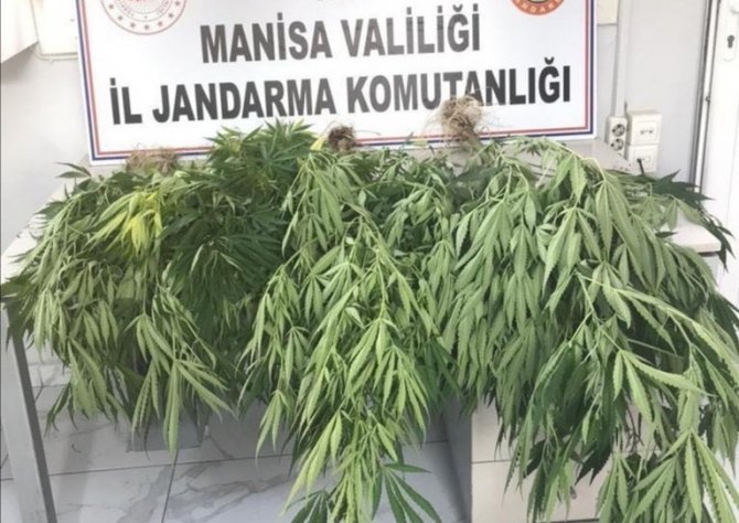 Akhisar’ın 3 Mahallesinde 100 Kök Kenevir Bitkisi Ele Geçirildi