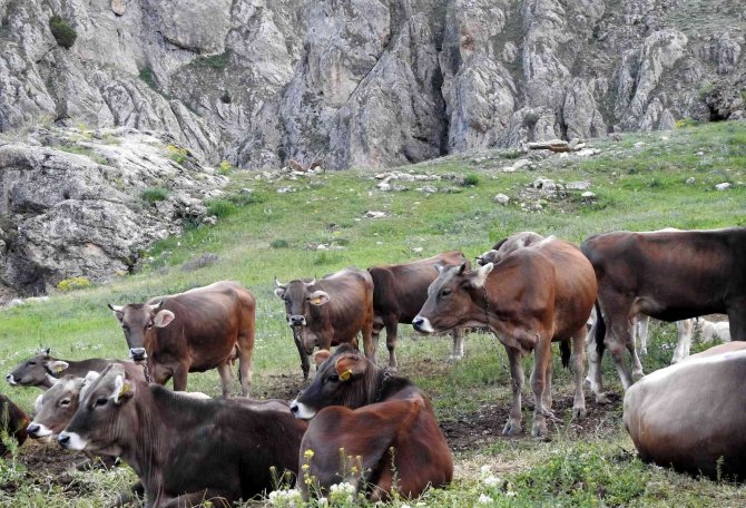 Munzur Dağlarında İç Isıtan Görüntü; Dağ Keçileriyle İnek Sürüsü Bir Arada