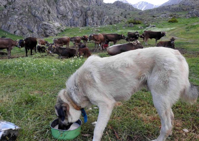 Munzur Dağlarında İç Isıtan Görüntü; Dağ Keçileriyle İnek Sürüsü Bir Arada