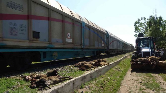 Muş’ta Koyunlarını Kurtarmaya Çalışan Besici Yük Treninin Altında Kalarak Feci Şekilde Öldü