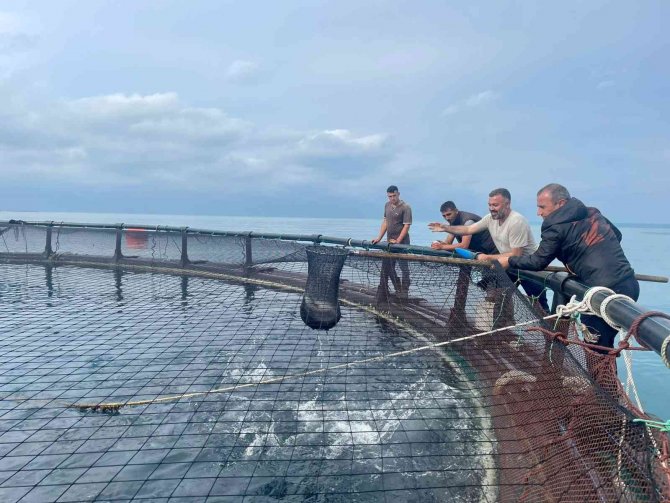 Ordu’dan Rusya’ya Ve Japonya’ya Türk Somonu