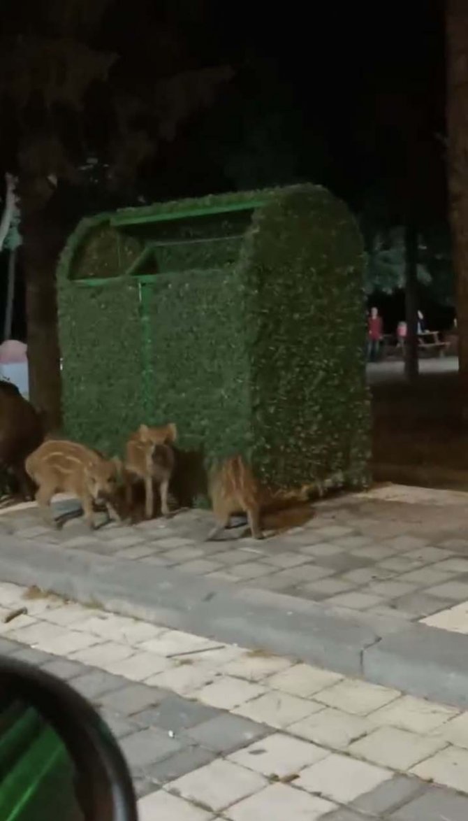 Piknik Alanını Basan Domuzlar Üredi