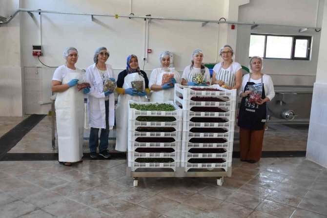 Salihli’de Kurutma Tesisi Üretime Başladı