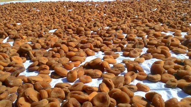 Malatya’da Kuru Kayısıda Tahmini Rekolte 75 Bin 776 Ton