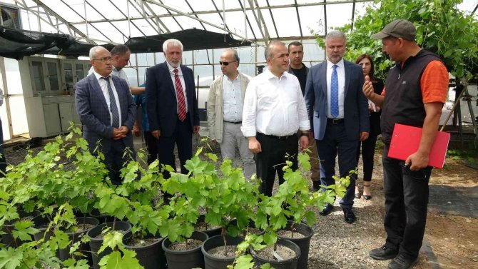 Tokat’ta 12 Bin Adet Tüplü Asma Fidanı İle 400 Ana Arı Törenle Dağıtıldı