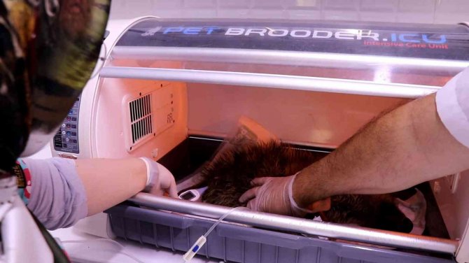 Ölmek Üzere Olan Domuz Yavrusunu 5 Kilometre Sırtında Taşıyarak Veterinere Götürdü