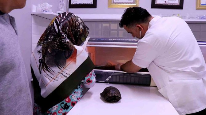 Ölmek Üzere Olan Domuz Yavrusunu 5 Kilometre Sırtında Taşıyarak Veterinere Götürdü
