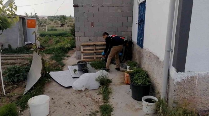 Kova Kova Kenevir Ekimine Jandarma Baskını