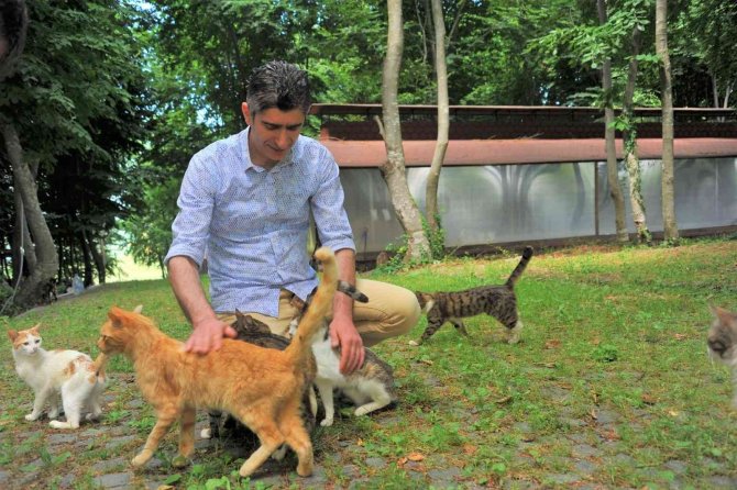 Kasabalı Kedilere ‘Oba’ Konforu