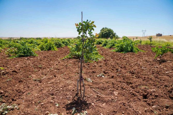 Diyarbakır’da 100 Bin Ağaçlık Fıstık Aşılama Çalışması Başlatıldı
