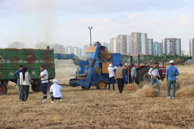 Kene Yapışmasında Yanlış Müdahale Mikroorganizmaların Yayılmasını Hızlandırıyor
