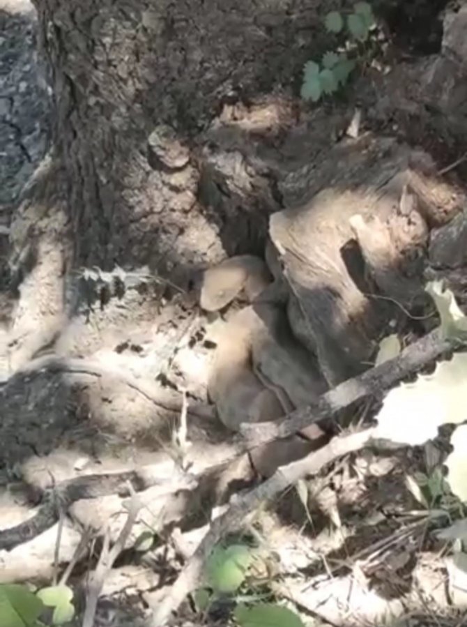 Çukurca’da Dev Yılanlar Korkuttu