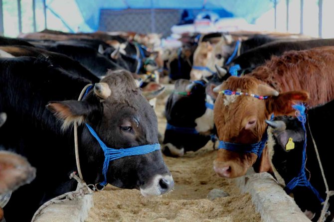 Kurbanlıklarda Bu Yıl Pazarlıklar Kızışacak