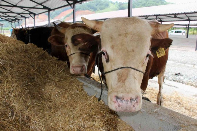 Kurbanlıklarda Bu Yıl Pazarlıklar Kızışacak