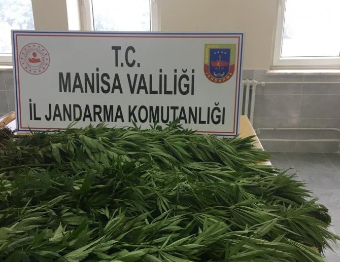 Manisa’da İki İlçede Kenevir Operasyonu
