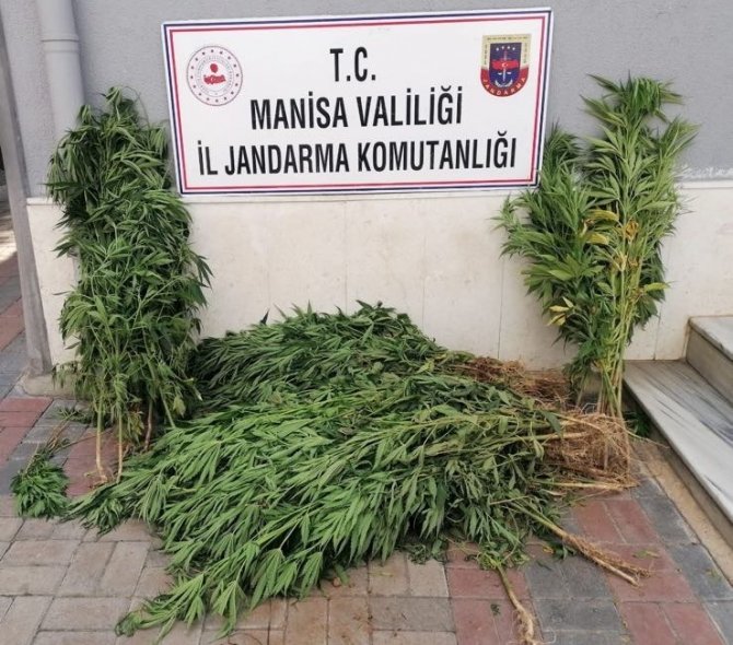 Manisa’da İki İlçede Kenevir Operasyonu