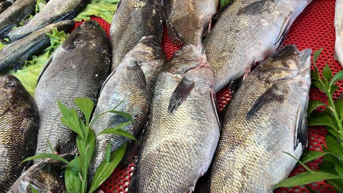 Bu Balık Böbrek Taşı Düşürüyor