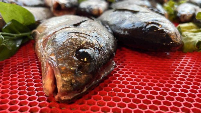 Bu Balık Böbrek Taşı Düşürüyor