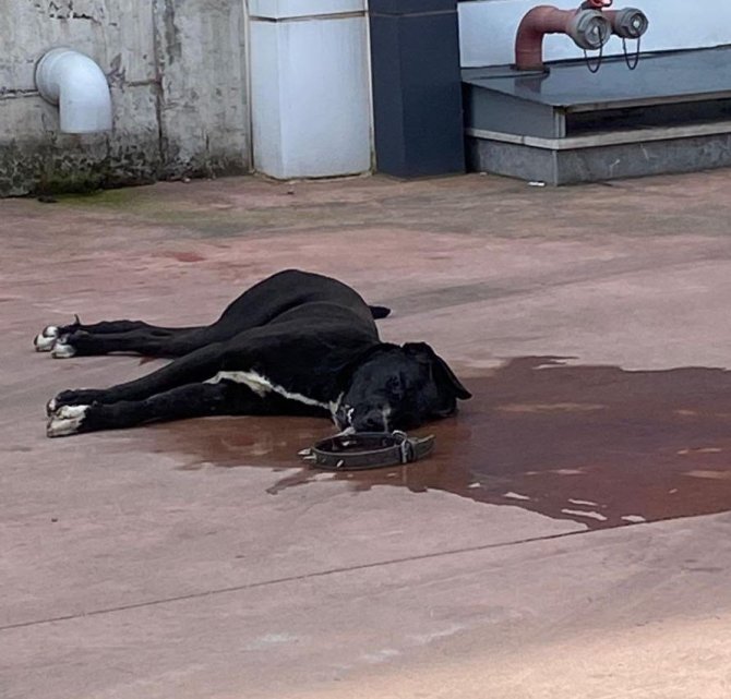 Köpekleriyle Kavga Etti Diye Karşı Firmanın Köpeğini Döverek Öldürdüler