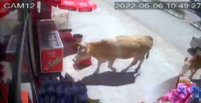 Sahibinin Elinden Kurtulan Kurbanlık İnekler Markete Girdi