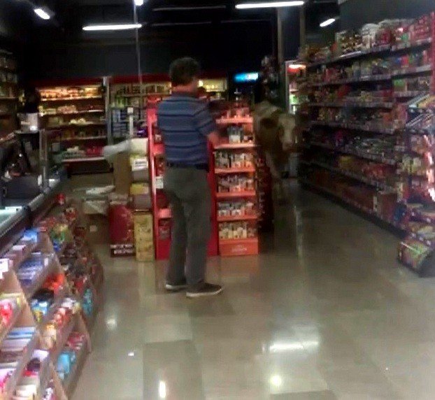 Sahibinin Elinden Kurtulan Kurbanlık İnekler Markete Girdi