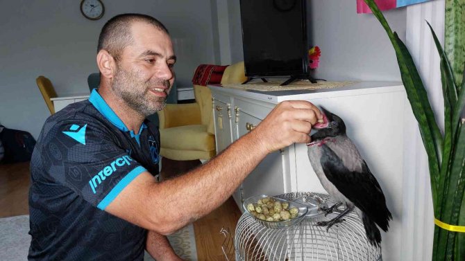 Arazide Bulduğu Yavru Kargaya Sahip Çıktı, Evinde Bekliyor