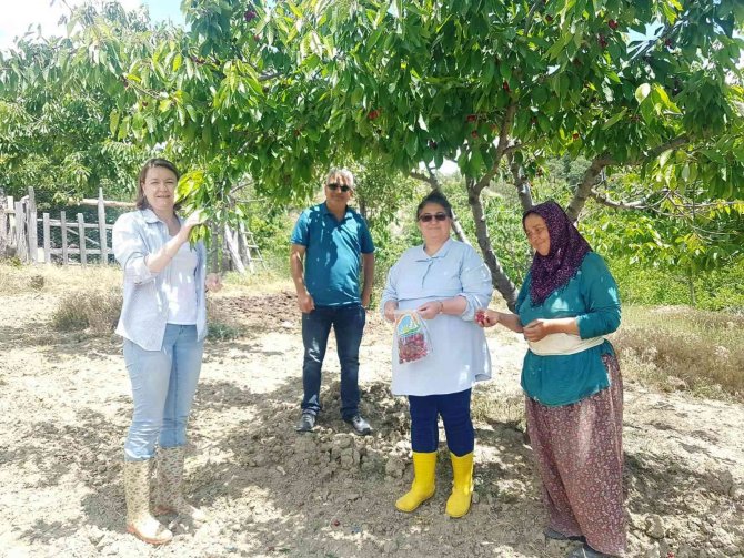 Şaphane’de Meyvelerde Numune Ve Denetim Çalışmaları